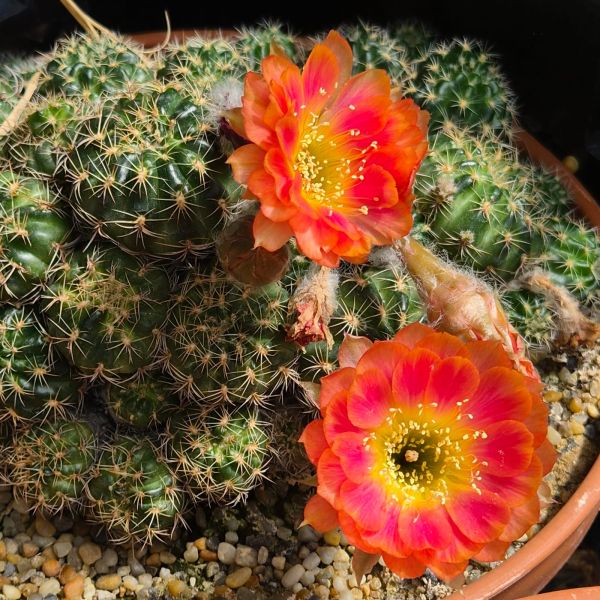 Lobivia arachnacantha